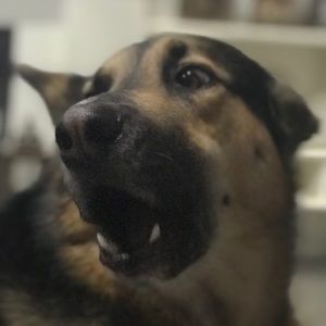 Meet your Posher, Darren